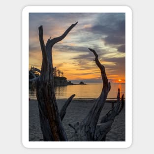 Driftwood Sunset Sticker